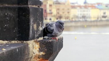 Bir güvercin, köprünün kenarında, göl kıyısında suyla birlikte oturur..