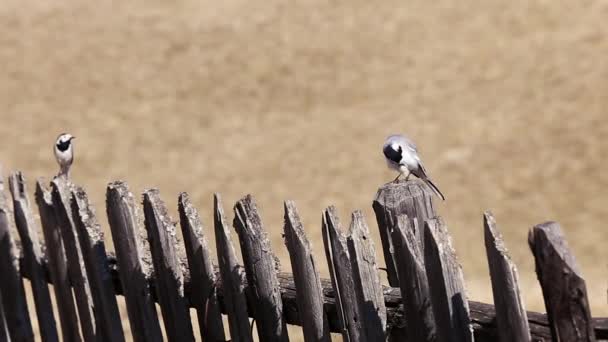 Dos Pájaros Paran Una Vieja Valla Madera Después Cual Pájaro — Vídeos de Stock