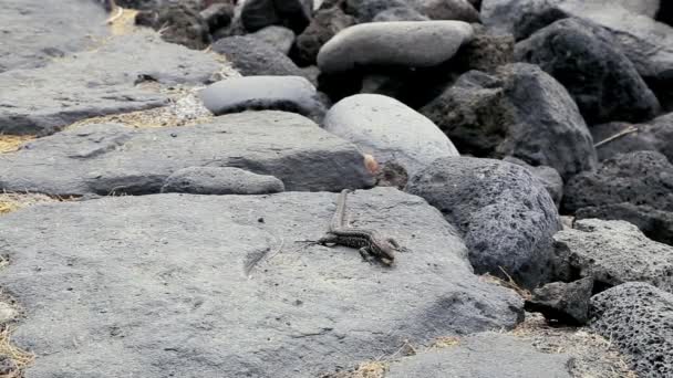Reptil Amasado Boca Comida Sienta Sobre Una Gran Piedra — Vídeos de Stock