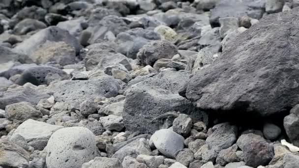 Lizard Found Hazelnut Stones Took His Mouth Left — Stock Video