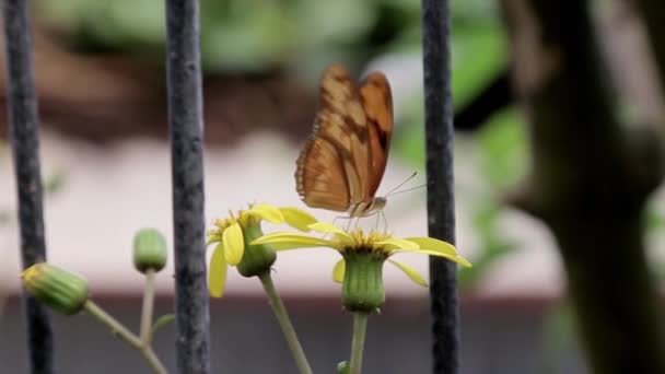 Een Vlinder Wordt Een Bloem Het Bloembed Geplaatst — Stockvideo