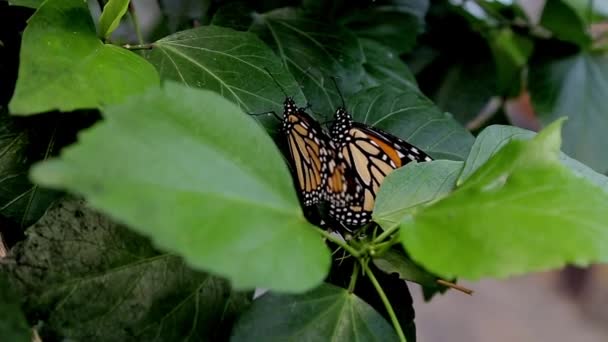 Dva Motýli Sedí Listí — Stock video