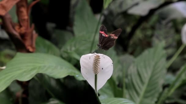 Fjäril Sitter Blomma Och Flyttar Sina Vingar — Stockvideo