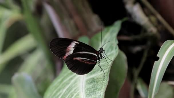 Una Mariposa Está Inmóvil Sobre Una Hoja Arbusto — Vídeo de stock