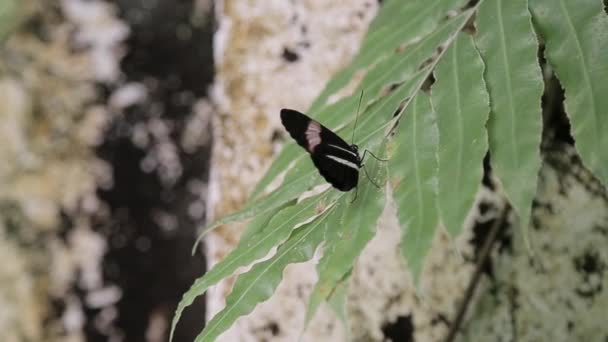Una Mariposa Está Inmóvil Sobre Una Hoja Arbusto — Vídeos de Stock