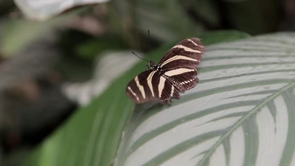 Een Vlinder Zit Een Blad Van Een Struik — Stockvideo