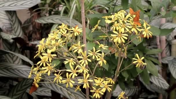 Mehr Schmetterlinge Bestäuben Einen Strauß Gartenblumen — Stockvideo