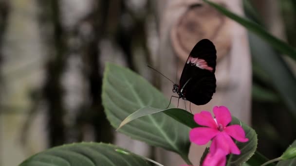 Una Farfalla Siede Una Foglia Arbusto Accanto Fiore — Video Stock