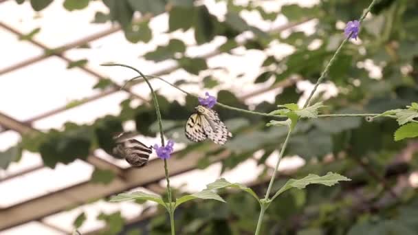 One Butterfly Pollinates Flower Another Flies — Stock Video