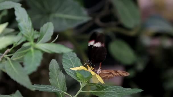 Uma Borboleta Poliniza Uma Flor Arbusto — Vídeo de Stock