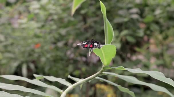 Ein Schmetterling Sitzt Auf Einem Blatt Eines Busches Und Ein — Stockvideo