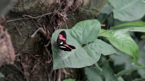 Una Mariposa Sienta Sobre Una Hoja Arbusto — Vídeos de Stock