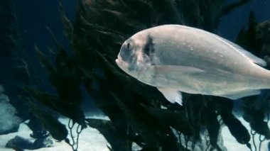 Balıklar göldeki yosunların yanında yüzerler..