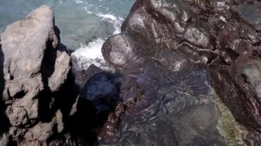 Balıklar deniz taşındaki bir havuzda yüzerler ve büyük dalgalar tarafından oraya atılırlar..