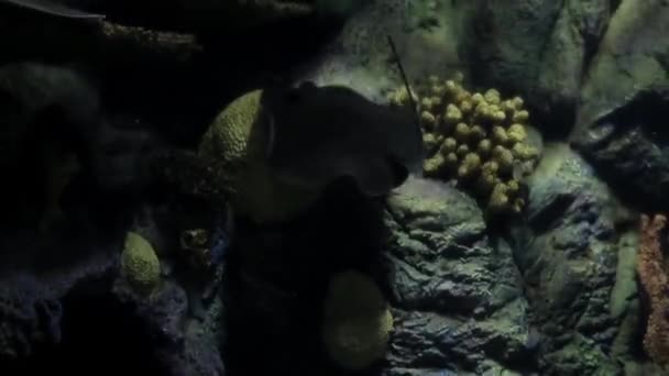 Un batoïde nage en amont à travers l'eau de l'aquarium, puis descend vers le bas et regarde devant lui..