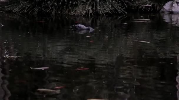 一只黑天鹅把头伸进湖水里 寻找食物 很多鱼在黑天鹅附近游来游去 — 图库视频影像