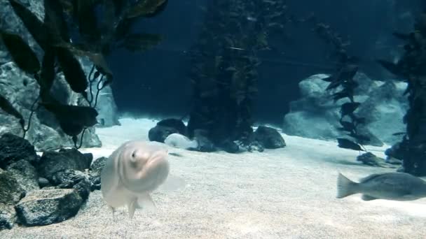 Les Poissons Nagent Près Des Algues Dans Lac — Video