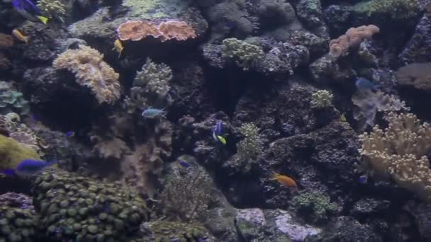 Fische Verschiedenen Farben Schwimmen Der Nähe Der Algen Grund Des — Stockvideo