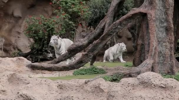 Два Белых Тигра Появляются Играют Аллеях Зоопарка — стоковое видео
