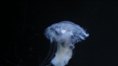 Suda beyaz bir denizanası yüzüyor..