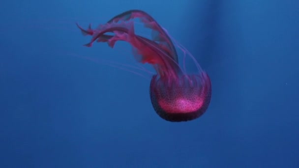 Jellyfish Red Color Swims Water — Stock Video