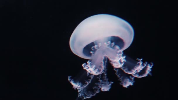 Transparente Weiße Quallen Schwimmen Durchs Wasser — Stockvideo