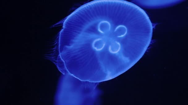 Transparent Jellyfish Blue Hues Swim Water — Stock Video