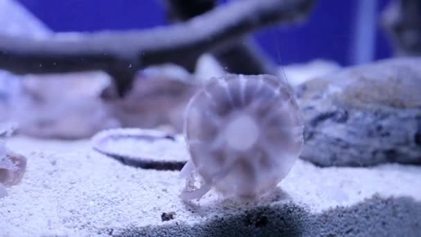 Medusas Transparentes Con Tonos Marrones Nadan Fondo Del Acuario — Vídeos de Stock