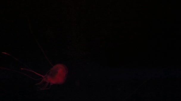 Transparent Jellyfish Red Hues Swim Aquarium Water — Stock Video