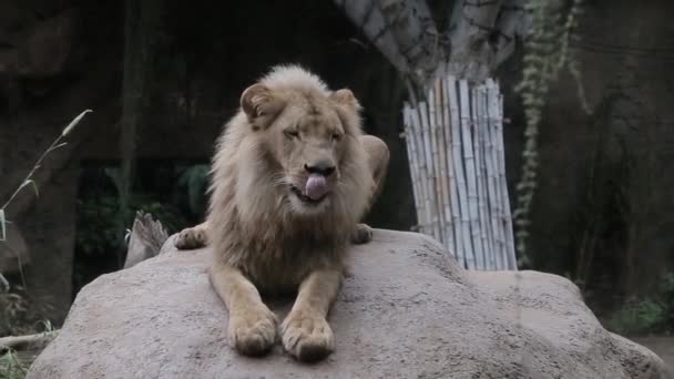 León Macho Mira Hacia Otro Lado — Vídeos de Stock