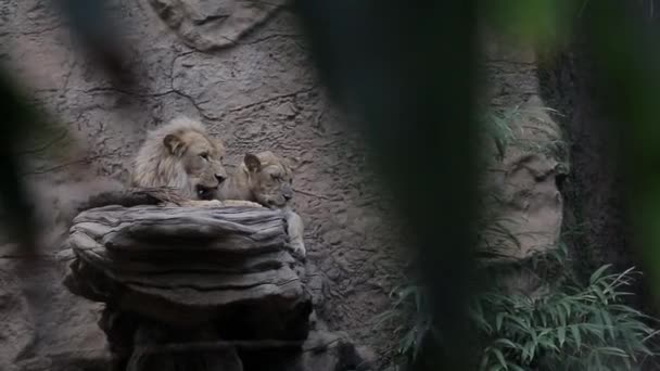 Ένα Αρσενικό Λιοντάρι Και Ένα Θηλυκό Λιοντάρι Κάθονται Μαζί — Αρχείο Βίντεο
