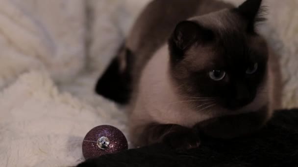 Chat Est Assis Côté Jouet Noël Regarde Autour Lui Vue — Video