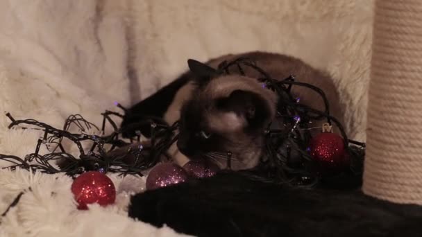 Kot Stoi Wśród Zabawek Świątecznych Świateł Choinkę Noworoczną Następnie Odchodzi — Wideo stockowe