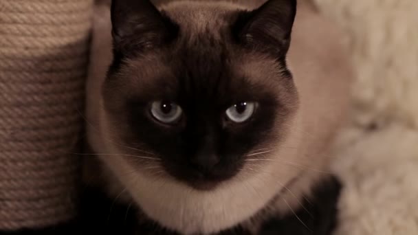 柔らかい猫が前を見ている — ストック動画