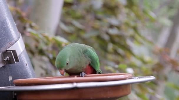 Papegoja Äter Från Tallriken — Stockvideo