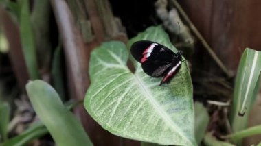Bir kelebek çalıların üzerinde oturur.