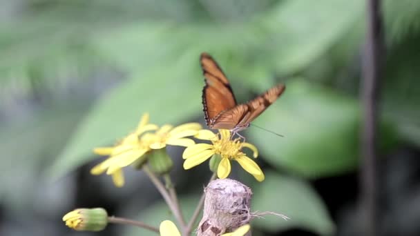 Una Mariposa Poliniza Una Flor Arbusto — Vídeo de stock