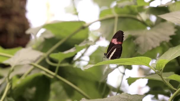 Una Mariposa Sienta Sobre Una Hoja Arbusto — Vídeo de stock