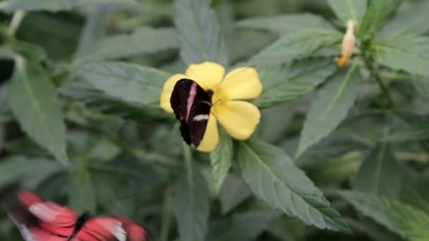 Ein Schmetterling Bestäubt Eine Blume Eines Strauches — Stockvideo