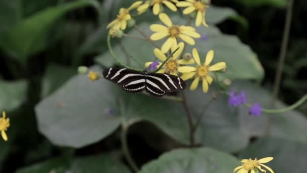 Uma Borboleta Poliniza Uma Flor Arbusto — Vídeo de Stock