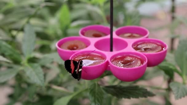 Las Mariposas Comen Miel Faros Especializados — Vídeos de Stock