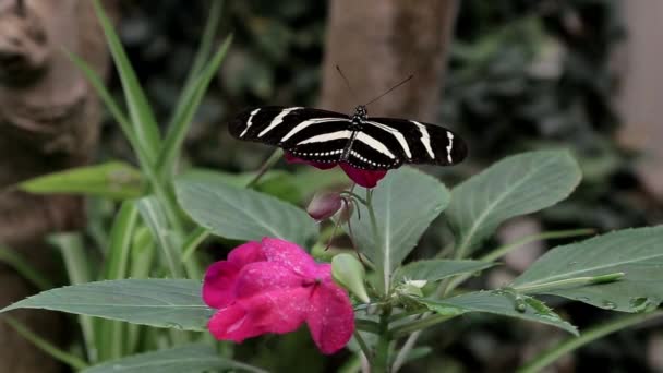 Motýl Opyluje Květ Keře — Stock video