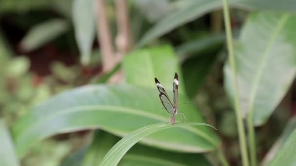 Ein Schmetterling Sitzt Auf Einem Blatt Eines Strauches — Stockvideo