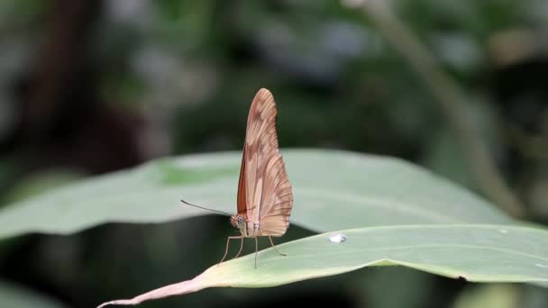 Papillon Est Immobile Sur Une Feuille Arbuste — Video