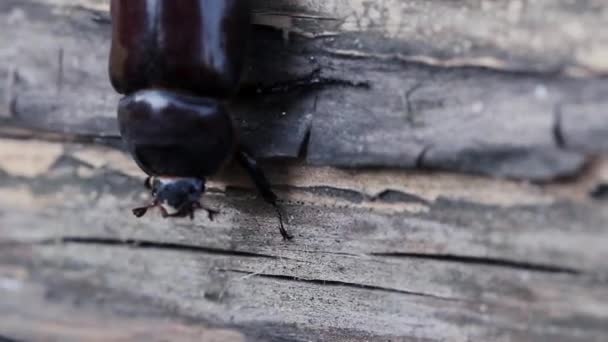 Cockroach Descends Tree Stalk Close View — Stock Video