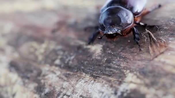 Una Cucaracha Desciende Sobre Tallo Árbol Vista Cerca — Vídeos de Stock