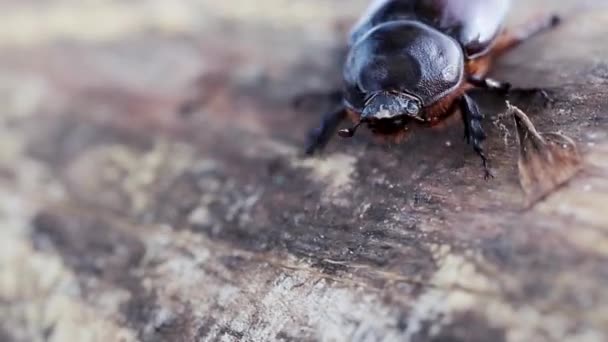 Een Kakkerlak Daalt Een Stengel Close Zicht — Stockvideo