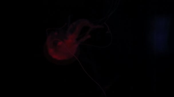 Прозора Медуза Червоними Відтінками Пливе Через Акваріумну Воду — стокове відео