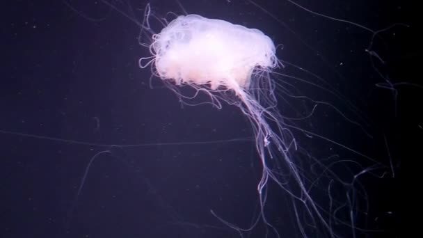 Transparent White Jellyfish Swim Water — Stock Video