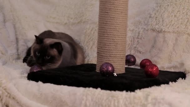 Eine Katze Spielt Mit Einem Ball Weihnachtsbaum Und Leckt Sich — Stockvideo